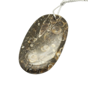 Nat. Fossiil Ripats 30~66x18~52x3~14mm