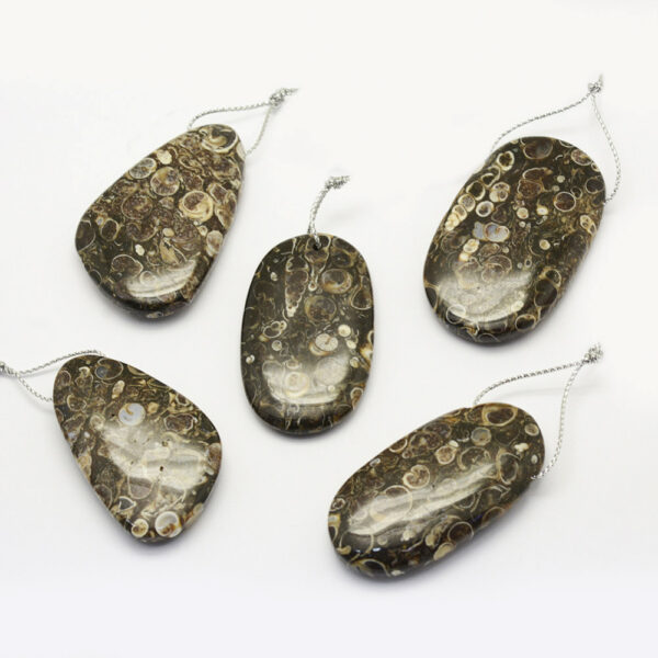 Nat. Fossiil Ripats 30~66x18~52x3~14mm